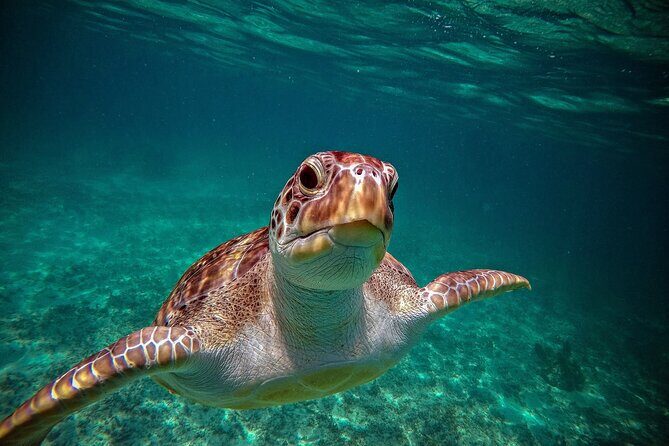 Turtle Snorkeling and Jungle Adventure with Cenote - Akumal Bay turtle snorkeling: the calm part that sets the tone