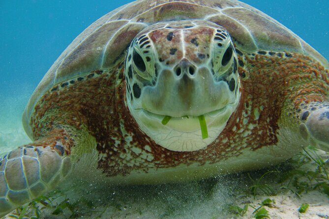 Turtle Snorkeling and Jungle Adventure with Cenote - What to bring: keep it simple, keep it coral-safe