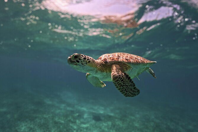 Turtle Snorkeling and Jungle Adventure with Cenote - Best fit: who this tour suits (and who should think twice)