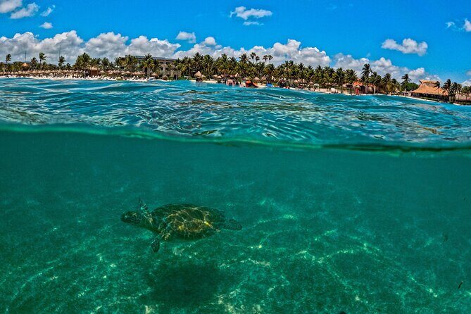 Turtle Snorkeling and Jungle Adventure with Cenote - Jungle zipline and rappel: the adrenaline shift after the turtles