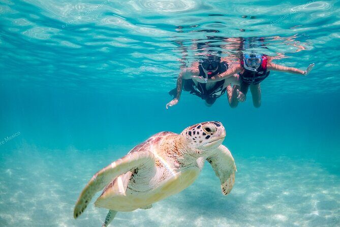 Turtle Snorkeling Private Tour – Sea Turtles & Cenote in Tulum - Quick highlights