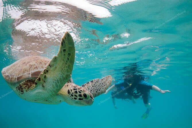 Turtle Snorkeling Private Tour – Sea Turtles & Cenote in Tulum - Akumal Beach: shore snorkeling with sea turtles up close