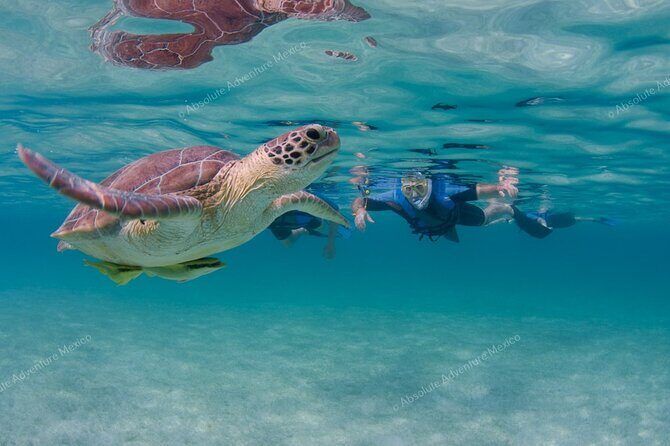 Turtle Snorkeling Private Tour – Sea Turtles & Cenote in Tulum - Price and value: does $197 per person make sense?