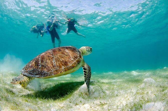 Turtle Snorkeling Private Tour – Sea Turtles & Cenote in Tulum - Getting from your Tulum rental to Akumal Beach (about 40 minutes)