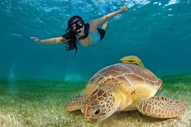 Turtle Swim & Tulum Ruins! With Cenote from Playa del Carmen - The Cancun pirate-ship dinner show: family fun with a small reality check