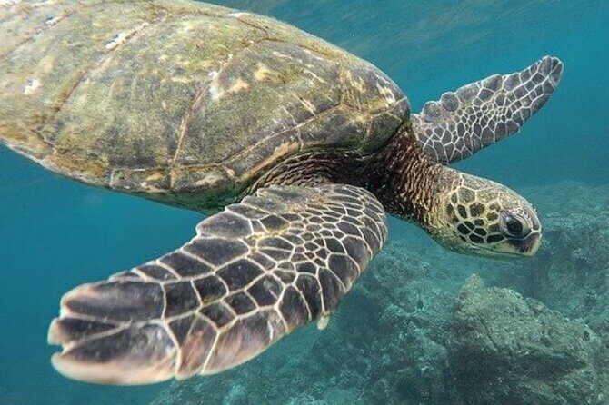 Turtle Swim & Tulum Ruins! With Cenote from Playa del Carmen - Price and value: Is $171 a good deal for this full day?