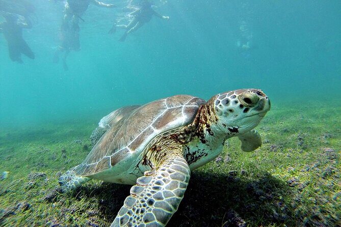 Turtle Swim & Tulum Ruins! With Cenote from Playa del Carmen - Akumal turtle snorkeling: what you actually need to enjoy it