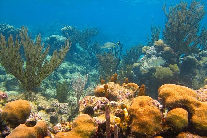 Turtles and Cenote from Riviera Maya - Logistics that actually matter: pickup, group size, and the 7:30am start