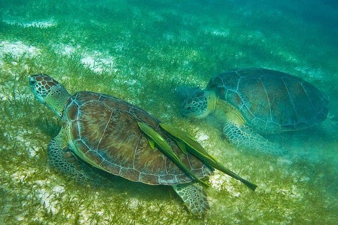 Turtles and Cenote from Riviera Maya - Akumal Turtle Place: what snorkeling feels like and what up to three species means