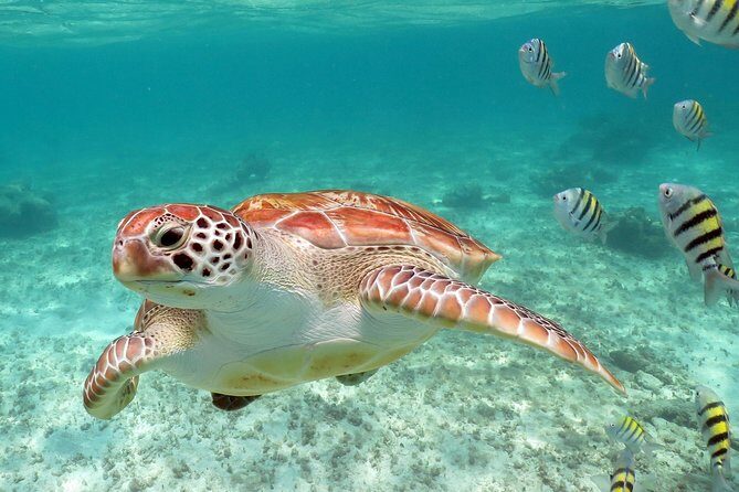 Turtles and Cenote snorkeling activity from Riviera Maya - Pickup from Playa del Carmen to Akumal area: what to expect