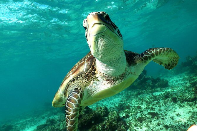 Turtles and Cenote snorkeling activity from Riviera Maya - Cenote exploration with wetsuit gear: what to look for