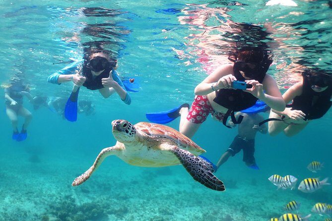 Turtles and Cenote snorkeling activity from Riviera Maya - Price and value: is $119 worth it?