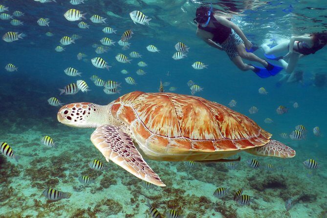 Turtles and Cenote snorkeling activity from Riviera Maya - Reef time for sea turtles: why a small group matters