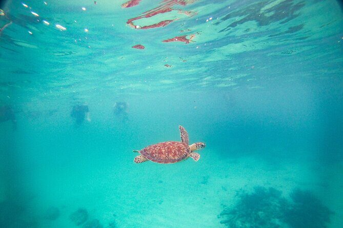 Turtles & Cenote! Half Day from Riviera Maya & Playa del Carmen - Snorkeling With Akumal Turtles: What You’re Actually Doing