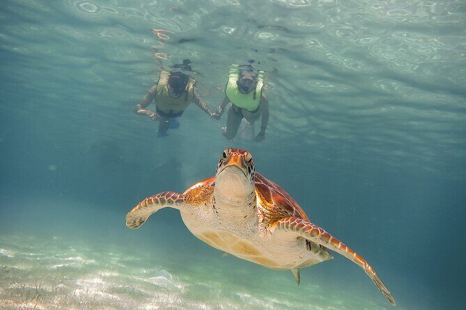 Turtles & Cenote! Half Day from Riviera Maya & Playa del Carmen - Puerto Aventuras Cenote Swim: Cool Water and Limestone Drama