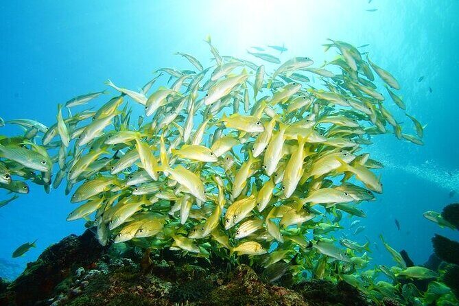 Two Dives and Class for Begginers Divers in Cancun - Key highlights worth knowing