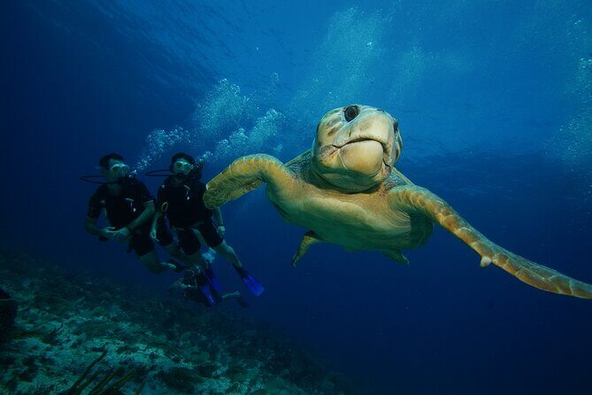 Two Dives and Class for Begginers Divers in Cancun - Stop One: Museo Subacuatico de Arte (MUSA) without the surface-to-underwater shock