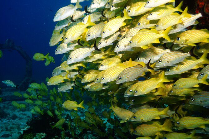 Two Dives and Class for Begginers Divers in Cancun - Health checks and who this course fits best