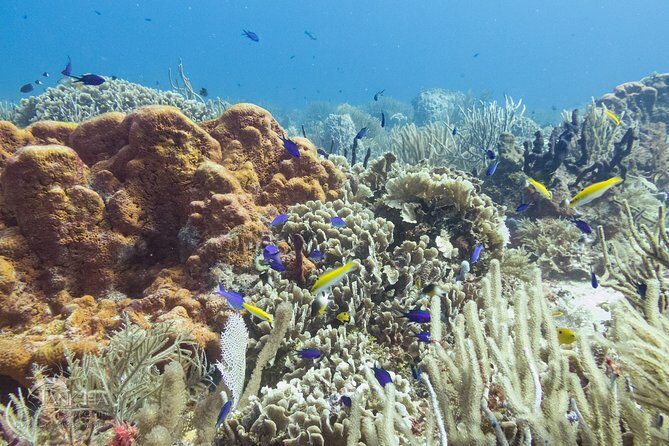 Two reef discovery dives with professional instructor (no experience necessary) - Two Coral Reef Outings (Max 40 ft) and What You’ll See
