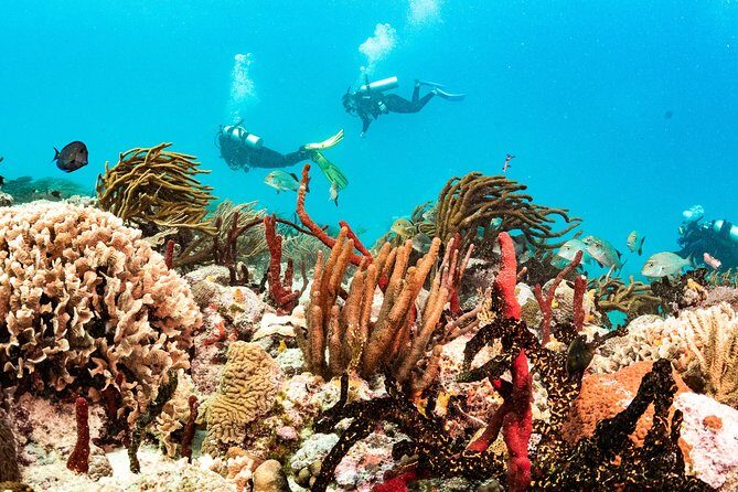 Two reef discovery dives with professional instructor (no experience necessary) - Transportation: What’s Included, What Isn’t, and How to Plan Your Day