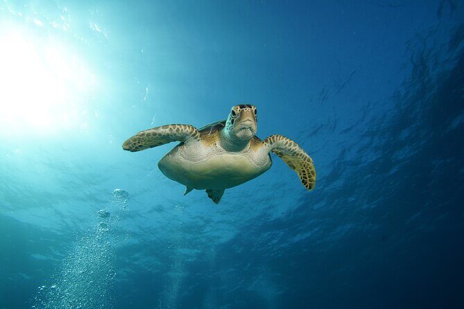 Two Reefs For Certified Divers in Cancun - Session 2: Grampin or The Tunnel reefs, plus Horse Shoe Reef options