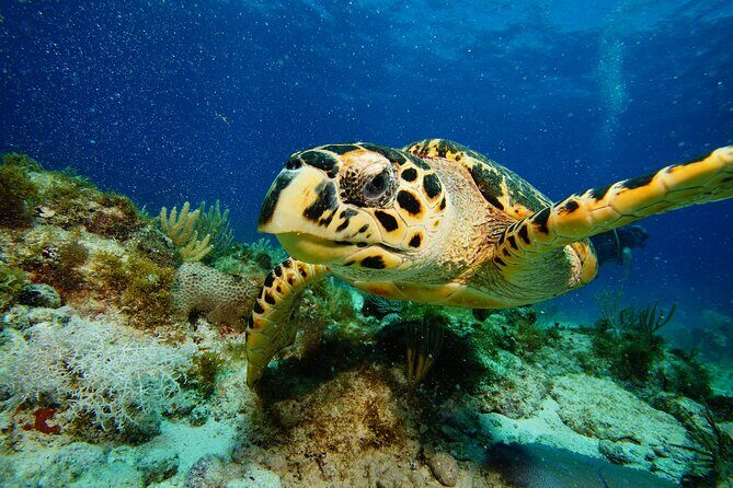 Two Reefs For Certified Divers in Cancun - The crew matters: Gaby, Aldo, Fabio, and Miguel