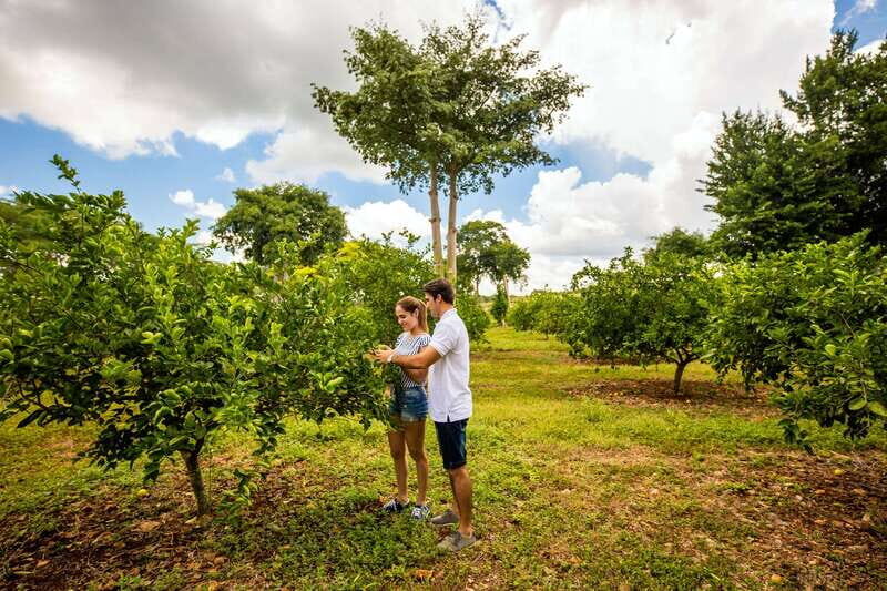 Uxmal: Private Plantations Tour in a Vintage Land Rover - Price and value: $198 per group up to 4, and what you’re really paying for