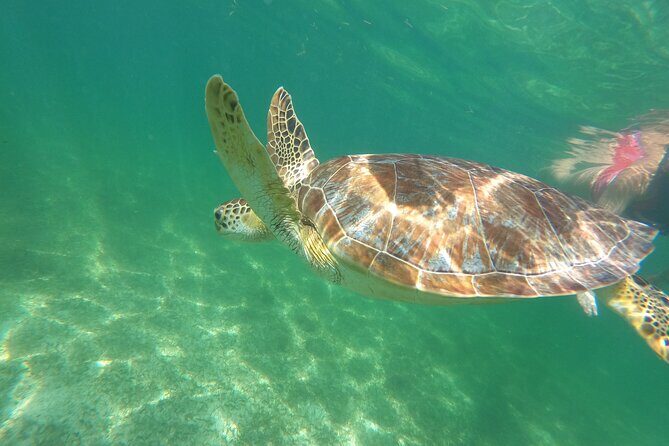 VIP Cenotes & Turtles Private Tour - Snorkeling gear, life vests, and guide help in the water