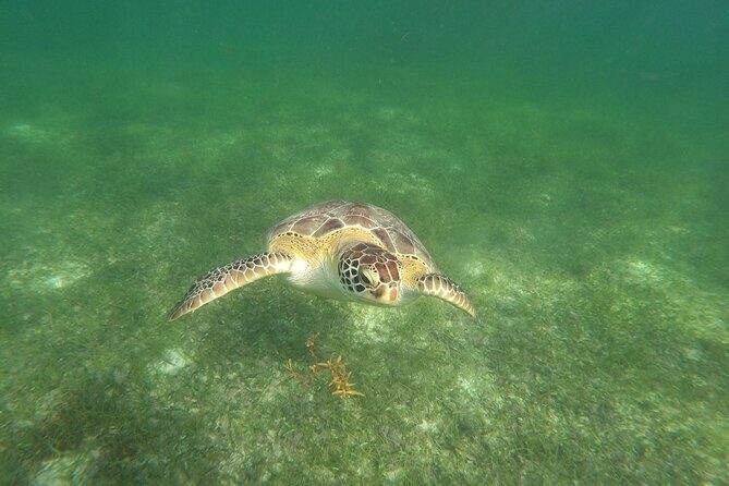 VIP Tulum & Turtles Private Tour - Akumal Beach Morning: Turtle Snorkeling Without the Crowds