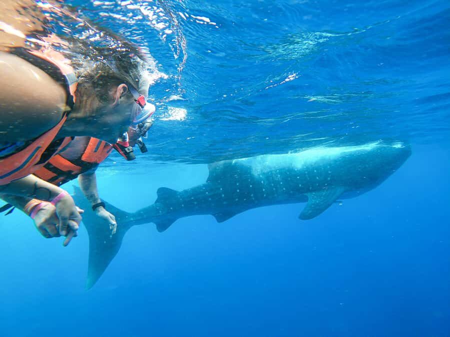 Whale Shark Adventure from Isla Mujeres - Key Things I’d Plan Around