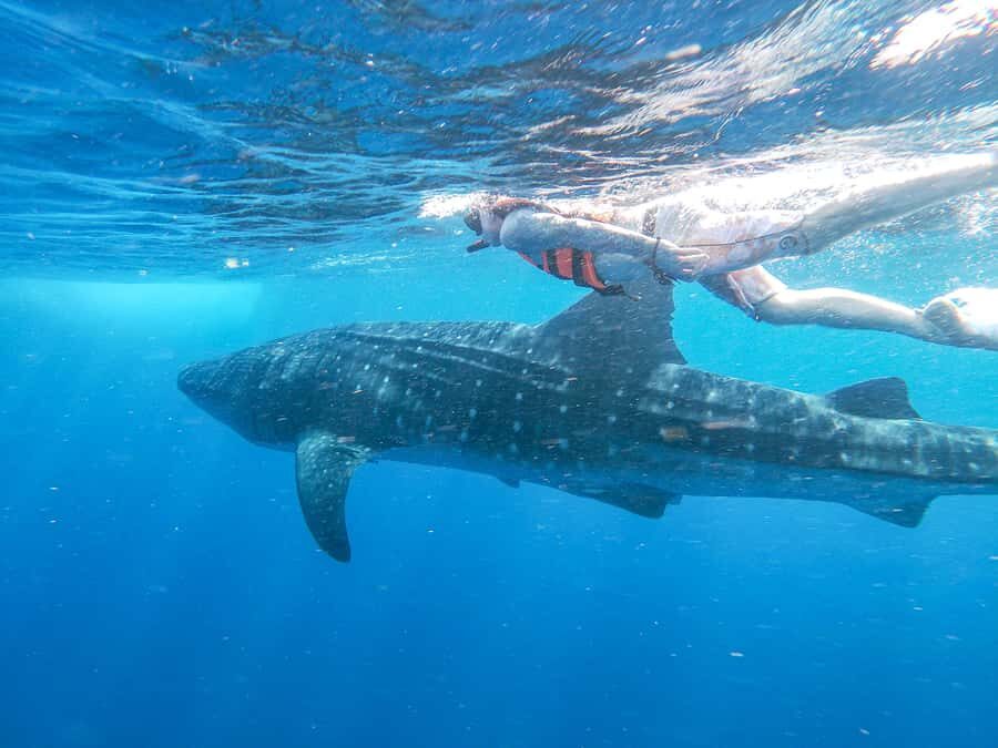 Whale Shark Adventure from Isla Mujeres - Why Isla Mujeres Whale Sharks Peak May to September