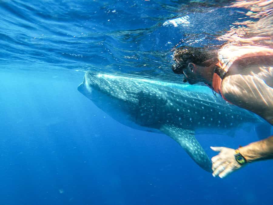 Whale Shark Adventure from Isla Mujeres - The Boat Ride: Comfort and the Seasickness Reality Check