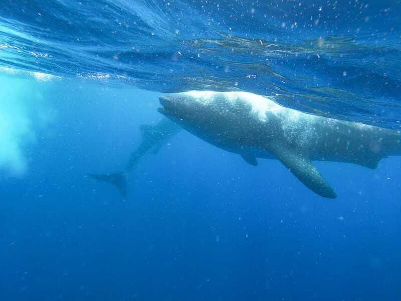 Whale Shark Adventure from Isla Mujeres - Snorkeling Close to the Largest Fish in the Sea