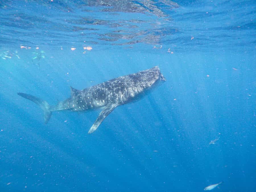 Whale Shark Adventure from Isla Mujeres - Dolphins, Manta Rays, and Flying Fish Along the Way