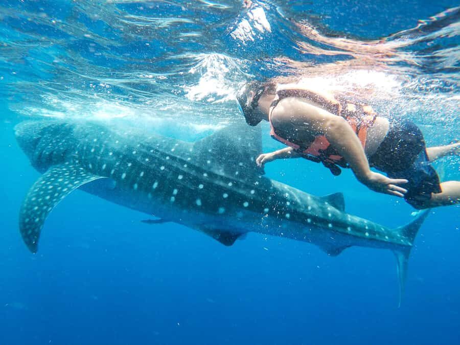 Whale Shark Adventure from Isla Mujeres - What to Bring, What Not to Bring, and Who Should Think Twice
