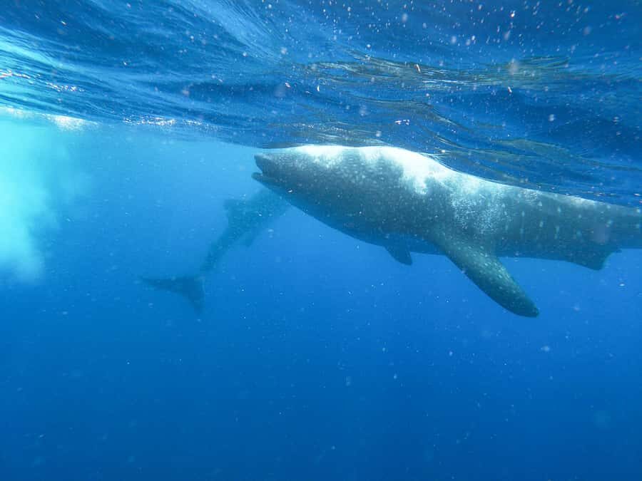 Whale Shark Adventure from Isla Mujeres - From Black Pearl Dock to the Search Grounds