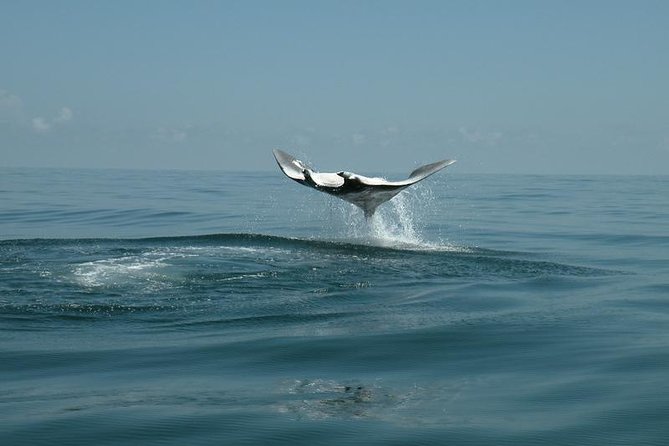 Whale Shark and Snorkeling Adventure from Isla Holbox - Yum Balam Reserve search: what the boat ride feels like