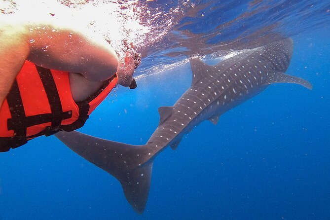 Whale Shark and Snorkeling Adventure from Isla Holbox - Cabo Catoche snorkeling stop: manta rays and coral-time