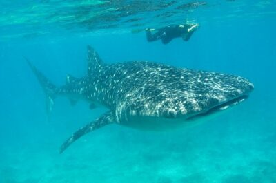 Whale Shark and Snorkeling Adventure from Isla Holbox - The whale-shark swim in pairs: safety rules and fair turn-taking