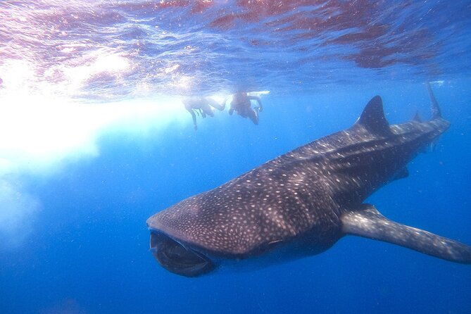 Whale Shark and Snorkeling Adventure from Isla Holbox - Is it worth it? Price, effort level, and who should book