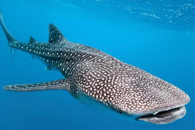 Whale Shark Encounter Experience in Cancun (Snack Lunch included) - Key things that make this whale shark tour stand out