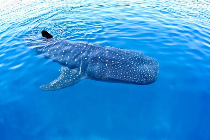 Whale Shark Encounter Experience in Cancun (Snack Lunch included) - Punta Sam’s Whale Shark Search: What You’re Really Paying For