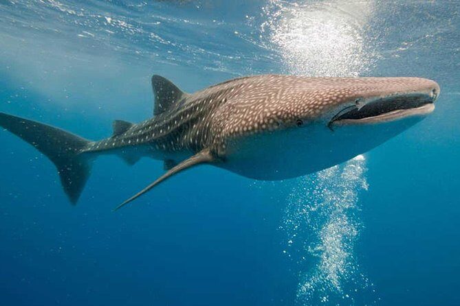 Whale Shark Encounter Experience in Cancun (Snack Lunch included) - The Whale Shark Swim Plan: 1 to 3 Times, Sightseeing if Numbers Are Low