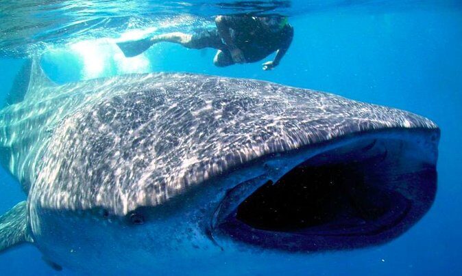 Whale Shark Encounter Experience in Cancun (Snack Lunch included) - Snorkeling Gear and Lifejacket: The Stuff That Actually Helps
