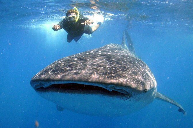 Whale Shark Encounter Experience in Cancun (Snack Lunch included) - Timing, Seasickness, and the Reality of a Boat Day