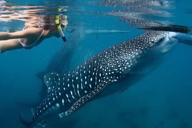 Whale Shark Encounter Experience in Cancun (Snack Lunch included) - Lunch + Playa Norte: The Part That Turns the Day From Good to Great
