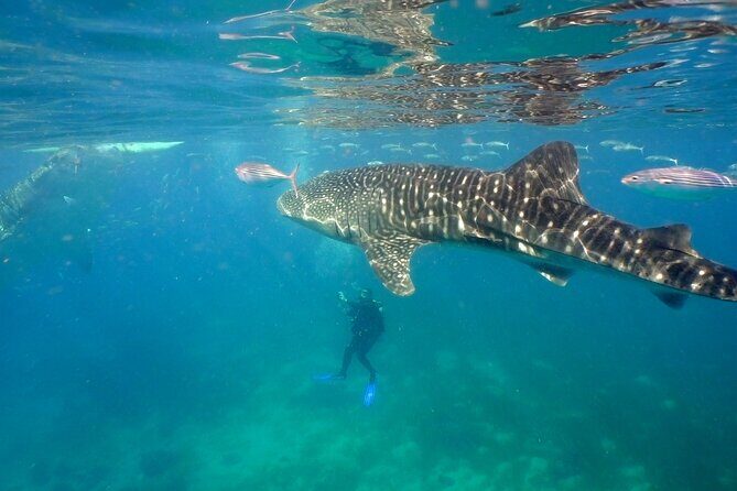 Whale Shark Encounter Experience in Cancun (Snack Lunch included) - On the Water With a Max of 10: Why the Small Group Matters
