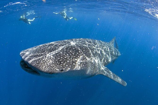 Whale shark encounter Private tour - swim with whale shark cancun - Key things to know before you go