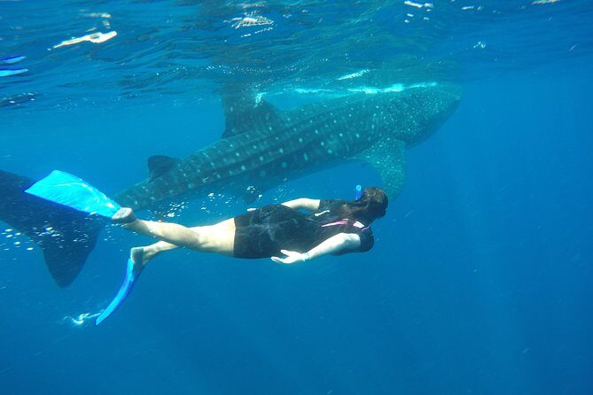 Whale shark encounter Private tour - swim with whale shark cancun - Isla Mujeres lunch and Playa Norte downtime