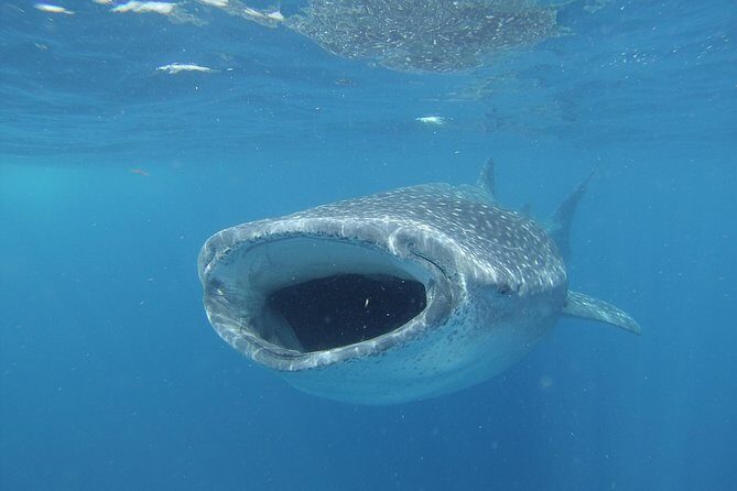 Whale shark encounter Private tour - swim with whale shark cancun - Price and value: what $975 buys you in the real world